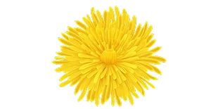 Dandelion Root