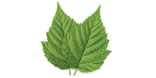 Nettle Leaf