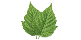 Nettle Leaf
